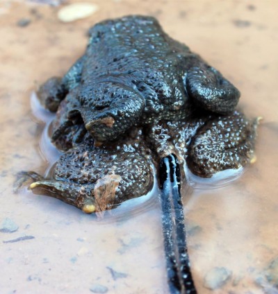 Bufo bufo laying eggs